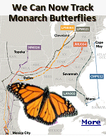 Researchers have successfully attached ultra-lightweight sensors to monarch butterflies, allowing them to monitor the insects� movements from North America to their winter sanctuaries in the Oyamel fir forests of central Mexico. The devices weigh less than a grain of rice and emit signals that can be followed for thousands of miles.